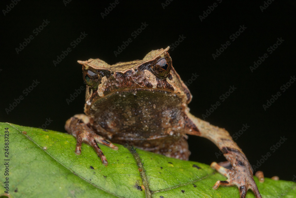 Obraz premium close up image of a Borneo horned frog from Borneo on green leaves