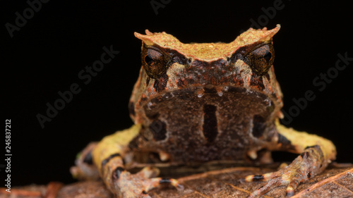 close up image of a Borneo horned frog from Borneo on green leaves