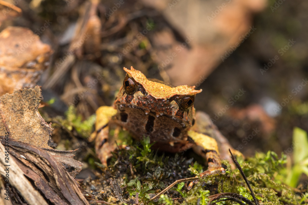 Naklejka premium close up image of a Borneo horned frog from Borneo on green leaves