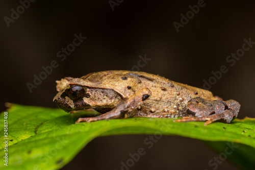 close up image of a Borneo horned frog from Borneo on green leaves
