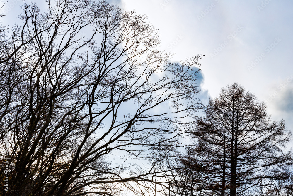 Falling leaf tree with winter sky Falling leaf tree with winter sky