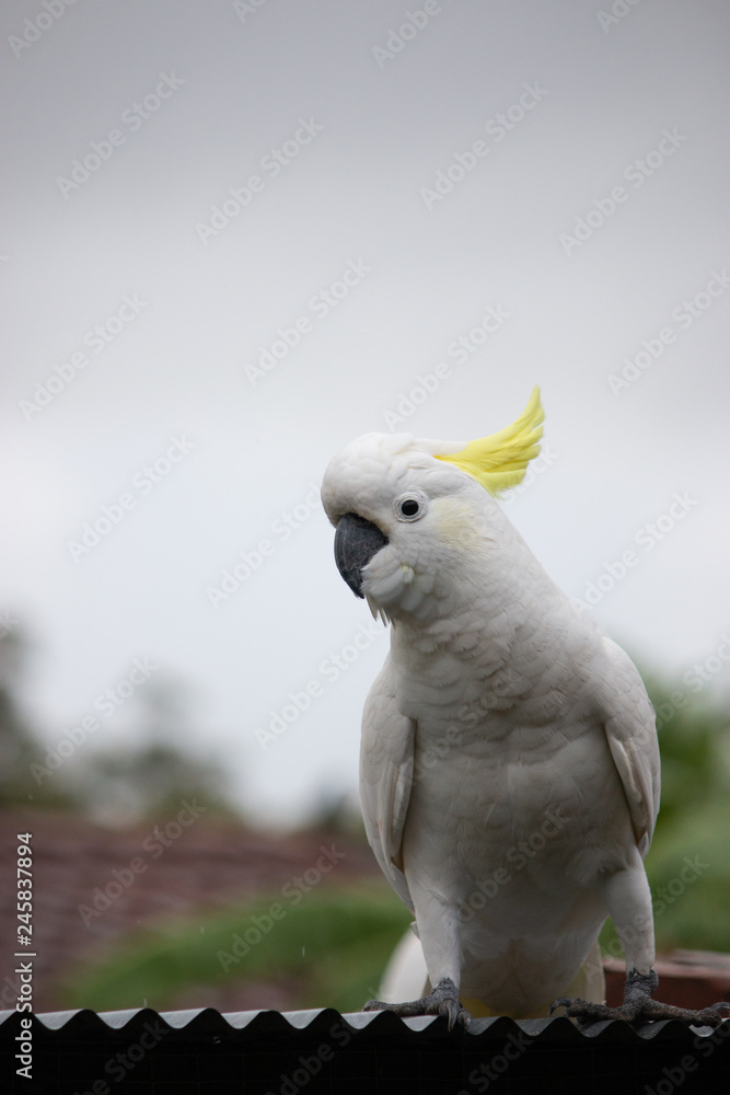 The Sulphur-crested Cockatoo (Cacatua galerita) portrait young bird The Sulphur-crested Cockatoo (Cacatua galerita) portrait young bird