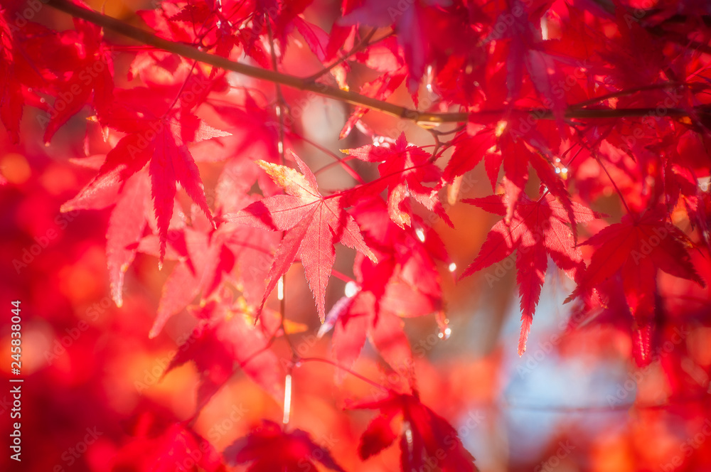 Red maple leaves in autumn in the neigbourhood of the Mount Fuji, Japan. Red maple leaves in autumn in the neigbourhood of the Mount Fuji, Japan.