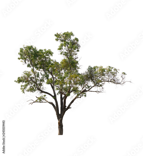 tree isolate on white background