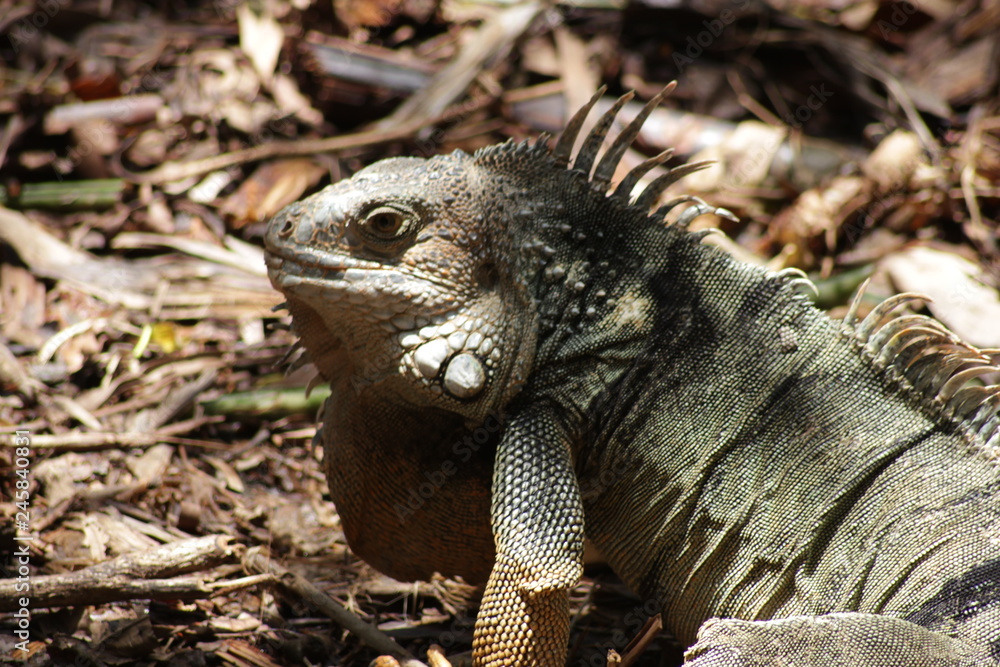 Obraz premium Iguana