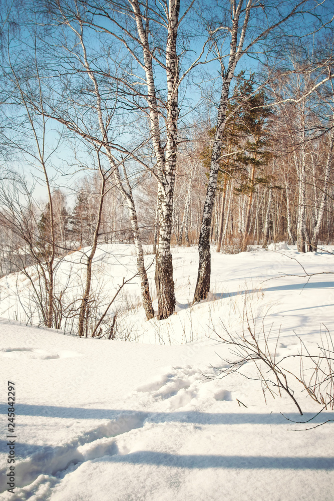 Early Spring Scene: Tranquil Landscape with Snowdrift on Foreground and Trees and Sky Scenery on Background Early Spring Scene: Tranquil Landscape with Snowdrift on Foreground and Trees and Sky Scenery on Background