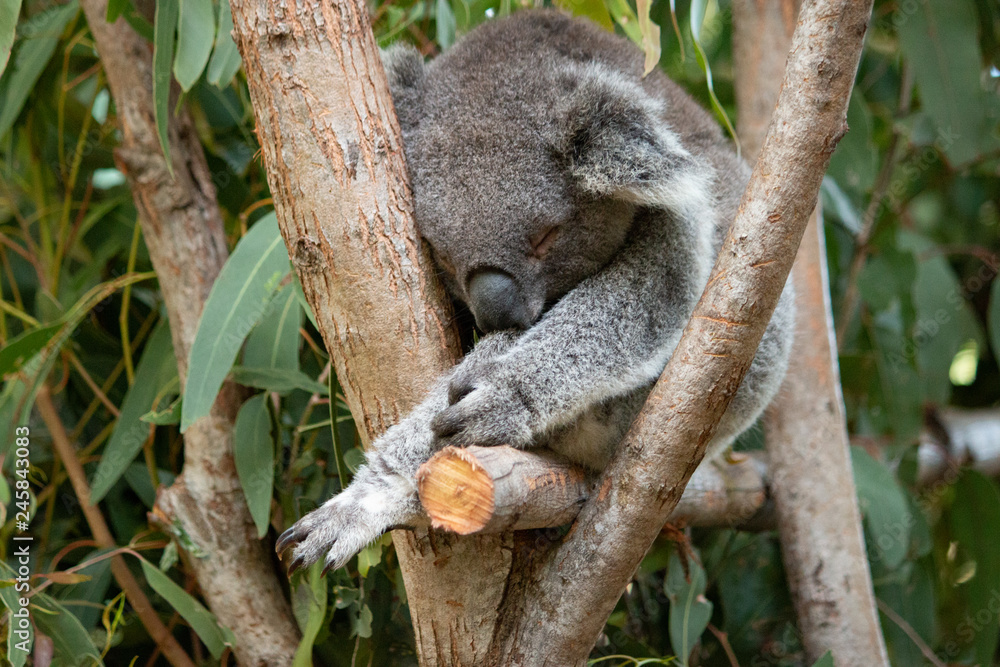 sleeping koala bear sleeping koala bear