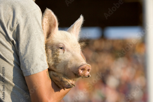 A man holding a young pig at the county fair pig wrestling event. © LUGOSTOCK