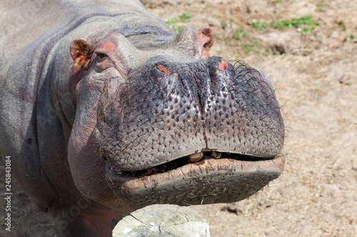 Hippo Face Close Up
