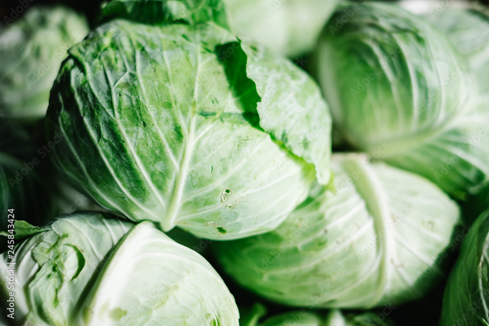 Fototapeta premium Freshly harvested organic cabbages. Copy space. Selective focus.