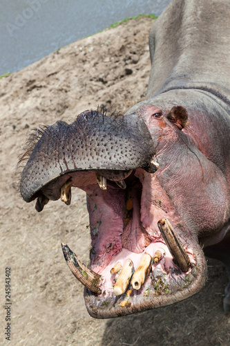 Hippo With an Open Mouth © tamifreed