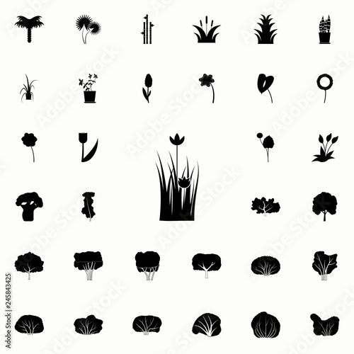 poppy icon. Plants icons universal set for web and mobile