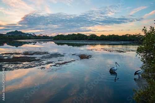 landscape with mangrove river and pelican