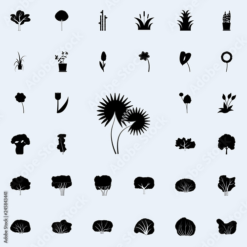 Washingtonian nit icon. Plants icons universal set for web and mobile