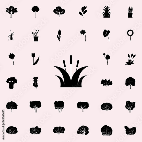 bulrush icon. Plants icons universal set for web and mobile