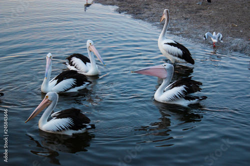 flock of pelican Australian pelicans