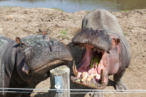 Two Hippos at the Zoo