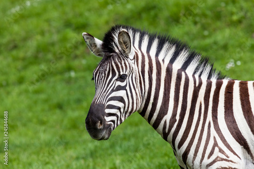 Zebra in Spring