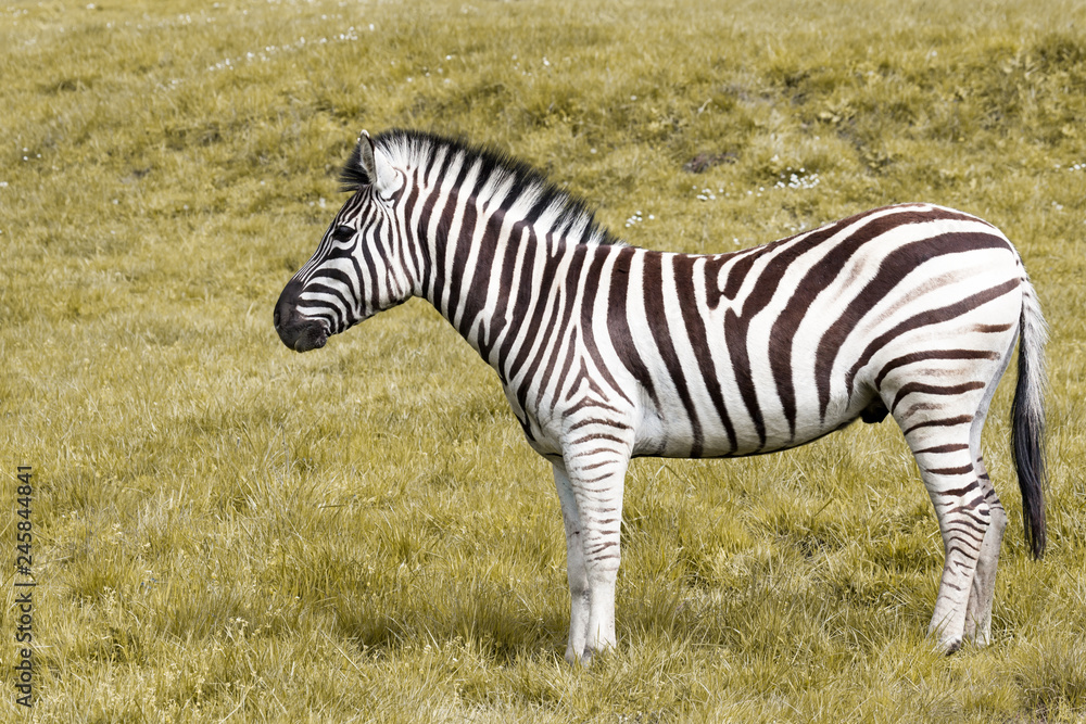 Naklejka premium Zebra in the Grass