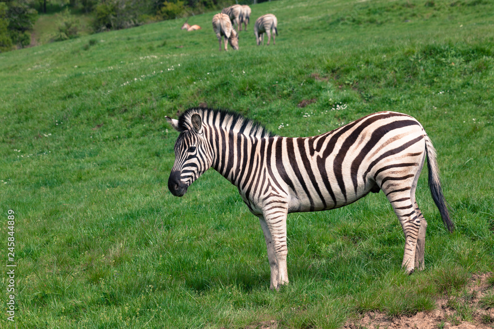 Naklejka premium Zebra Standing in Spring Grass