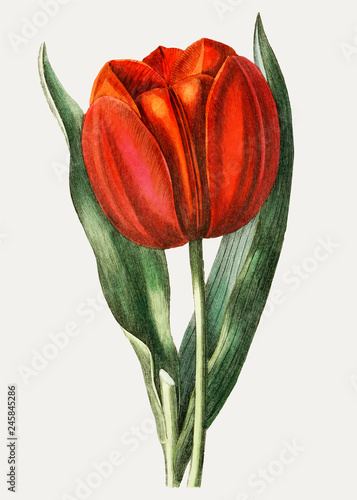 Red tulip illustration photo