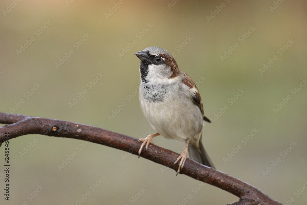 Passer domesticus perched on a branch Passer domesticus perched on a branch