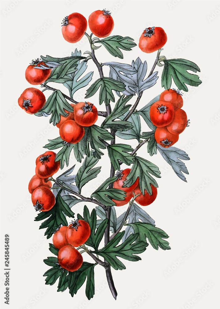 Oriental hawthorn illustration Oriental hawthorn illustration
