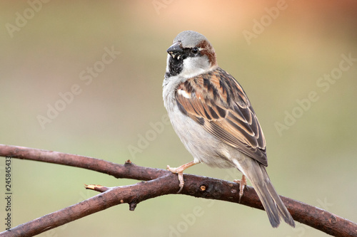 Passer domesticus perched on a branch © raulbaena