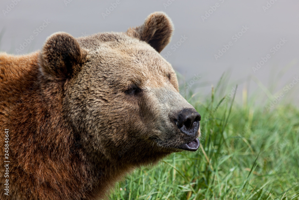 Pouting Brown Bear