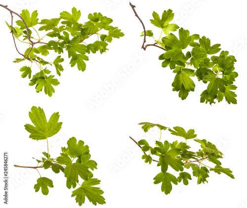 set branch of a currant bush with green leaves. Isolated on white background