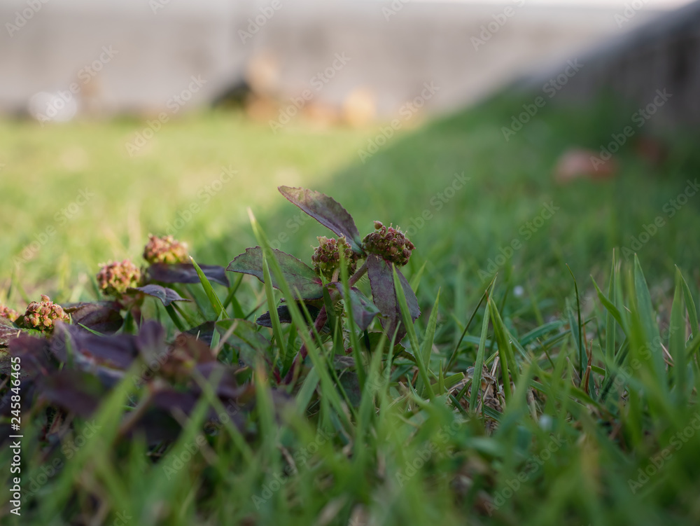 Grass to avoid the sun Grass to avoid the sun