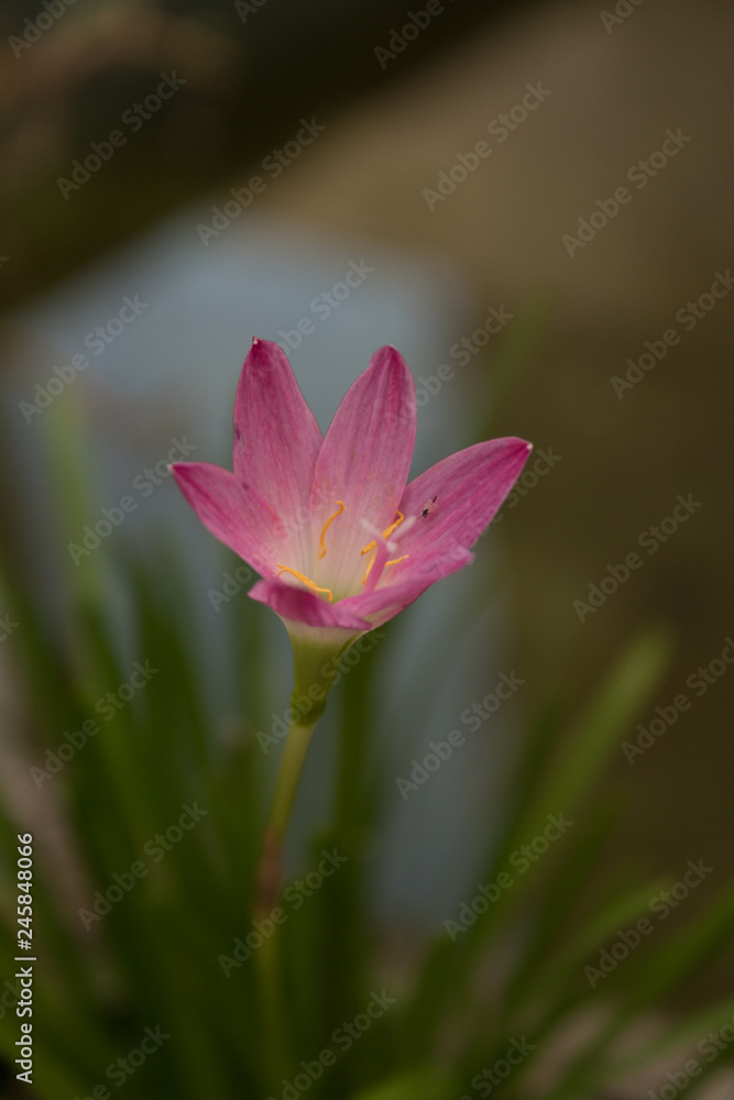 Obraz premium flor solitaria rosa 