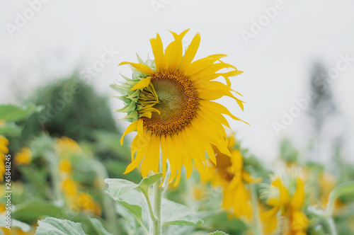 Fototapeta Naklejka Na Ścianę i Meble -  Sunflower in the field with nature background