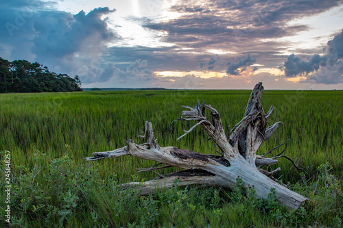 sunrise marsh tree carolina