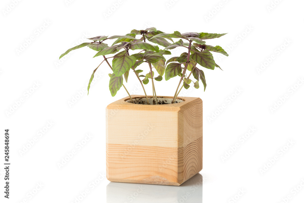 basil in a wooden pot, isolated on white basil in a wooden pot, isolated on white