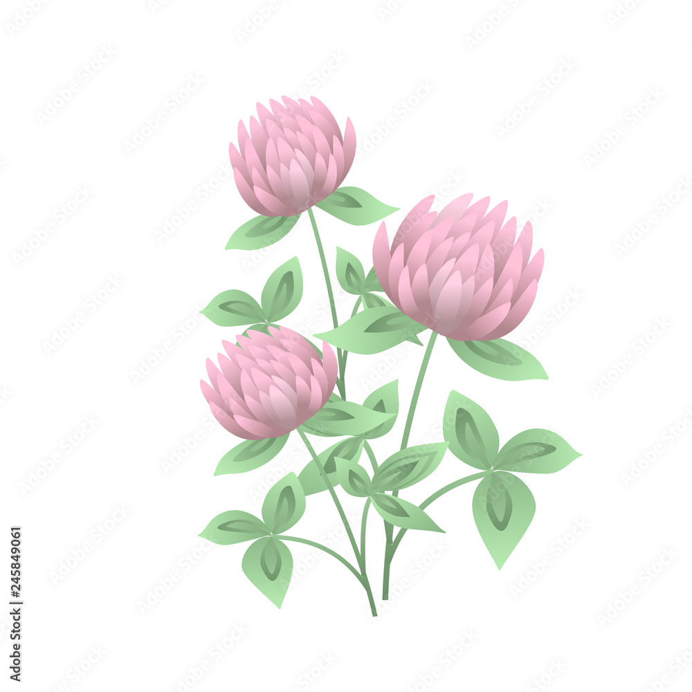 Clover or trefoil flowers and leaves isolated on white background. Realistic drawing of symbolic flowering plant or wild meadow herb. Natural vector illustration in gorgeous antique style.