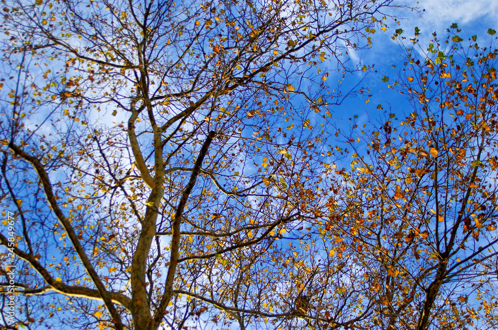 Golden autumn leaves still clinging to the tangled silhouette of tree branches set against blue and white bright sky. Golden autumn leaves still clinging to the tangled silhouette of tree branches set against blue and white bright sky.
