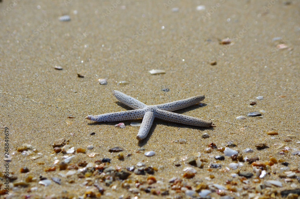 砂浜のヒトデ 貝殻 海の貝殻 Stock 写真 | Adobe Stock