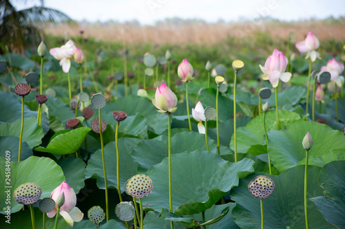 Wild Swamo FLower photo