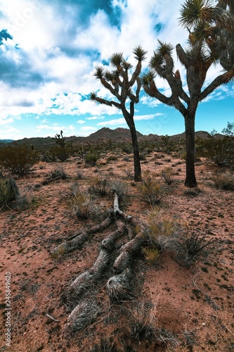 Joshua Tree National Park