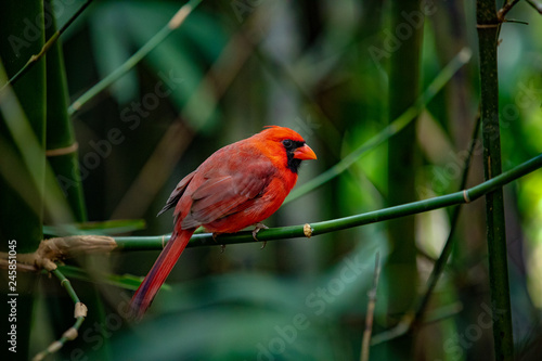 Red Bird © emranashraf