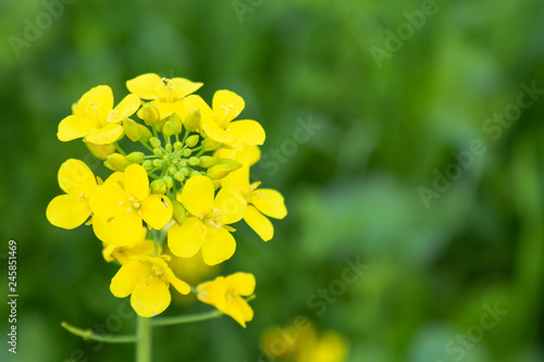 Edible Mustard and wheat crop in its flowering stage. Picture taken with DSLR in Himachal Pradesh India