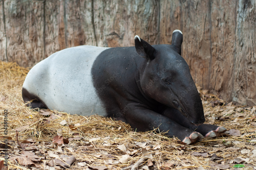 Fototapeta premium Malayan tarpir