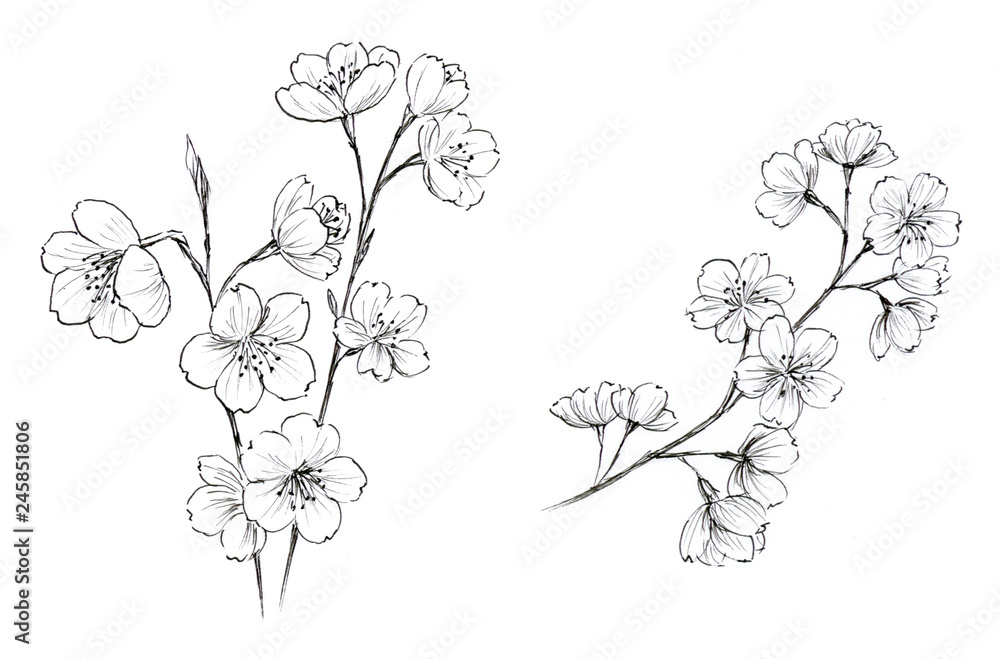 桜 ペン画 Stock イラスト Adobe Stock