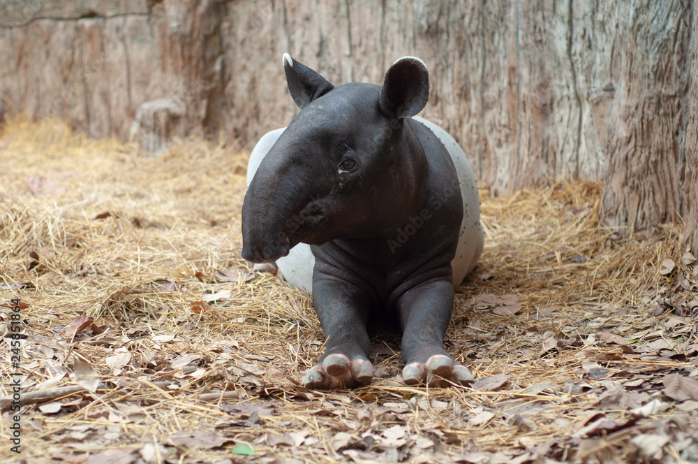 Fototapeta premium Malayan tarpir