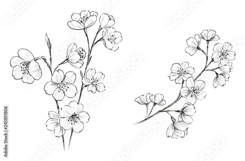 桜 ペン画 Stock イラスト Adobe Stock