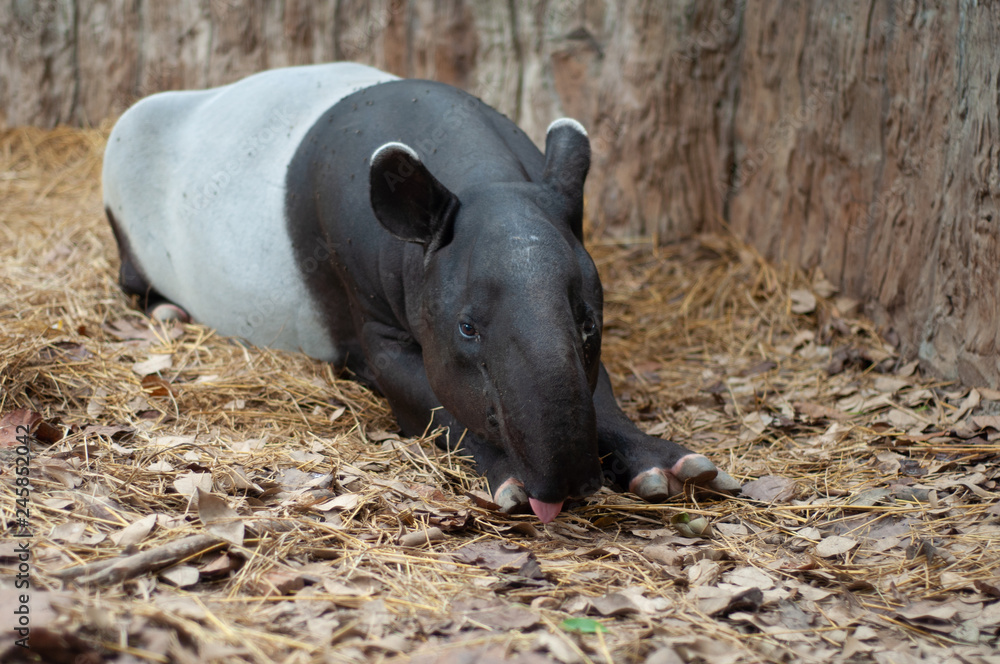 Fototapeta premium Malayan tarpir