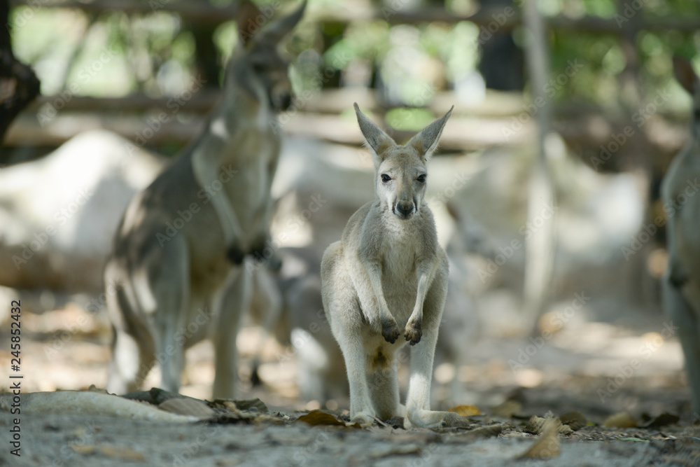 Kangaroo Kangaroo