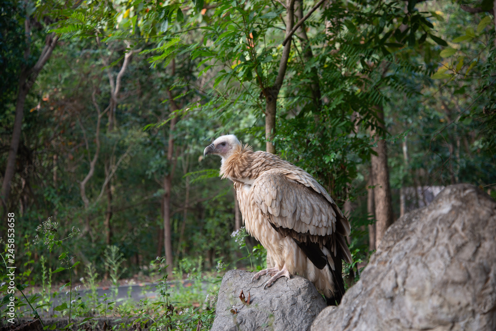 vulture