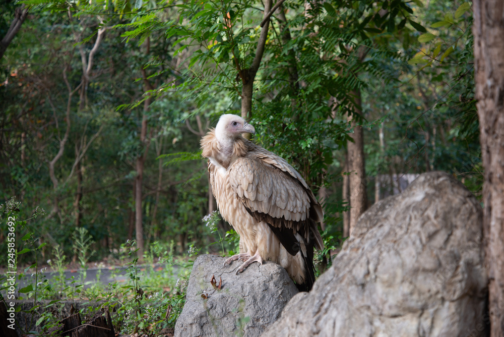 vulture vulture